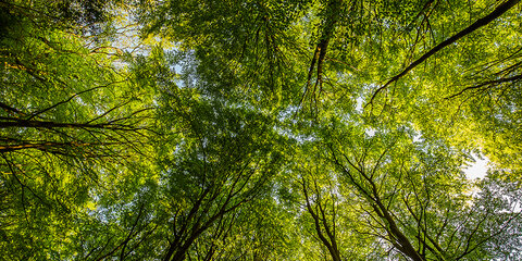  Baumkronen im Wald