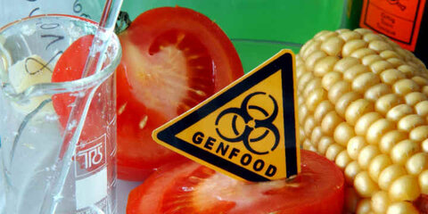 Gentechnisch-veränderte Tomate und Mais mit einem Warnschild, auf dem Genfood steht