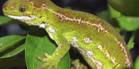Ein Neusländischer Gecko, dessen Ausfuhr verboten ist.