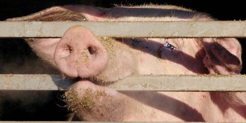 Schwein auf Tiertransporter
