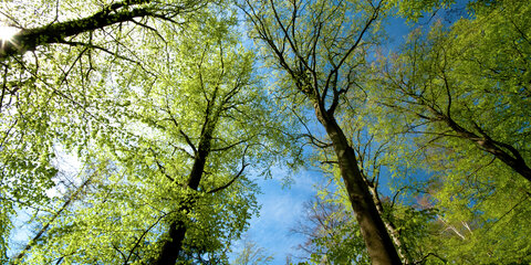 Bäume im Wald