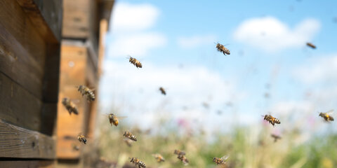 Honigbienen fliegen und verlassen ihren Bienenstock im Sommer auf einer Waldwiese