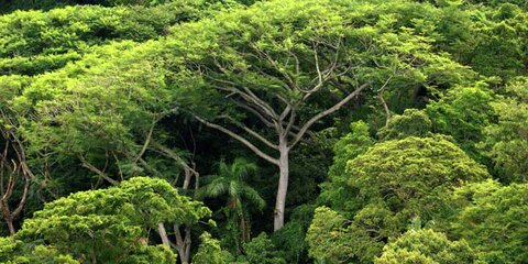Regenwald in Brasilien