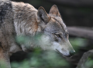 Ein Europäischer Wolf (Canis lupus lupus) streift im Wald umher.